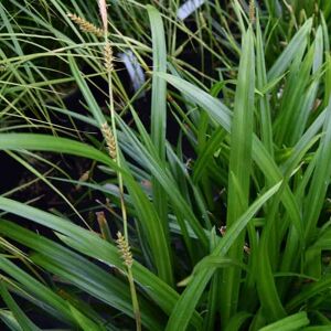 Carex morrowii 'Irish Green' ---